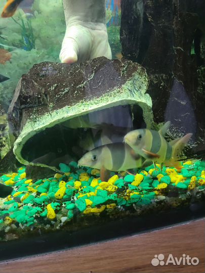 Аквариумные рыбки