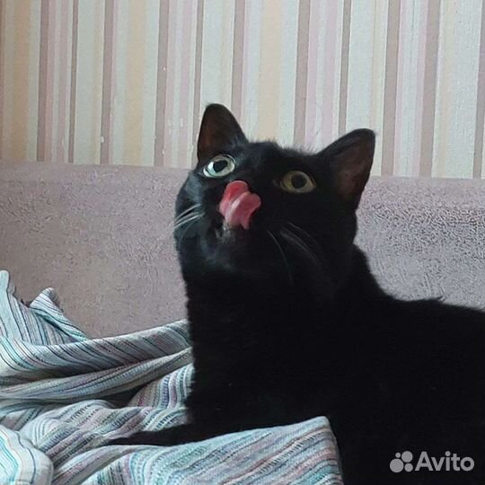 Передержка кошек