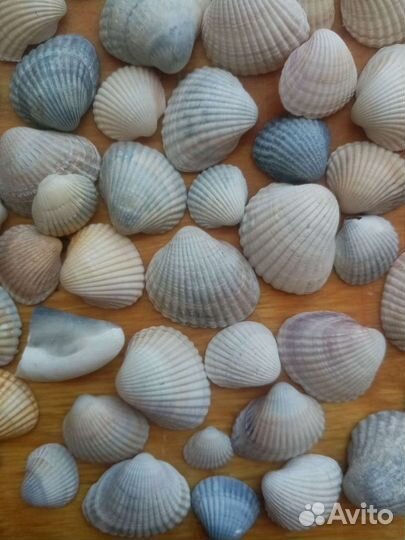 Морские ракушки для творчества