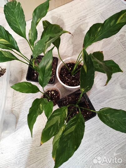 Спатифиллум Домино