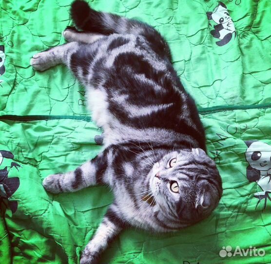 Шотланская кошка