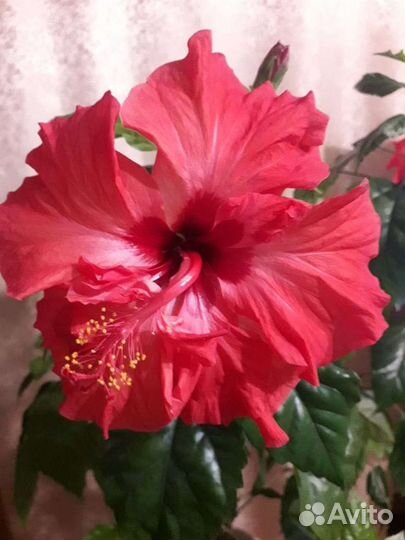 Гибискус китайская роза