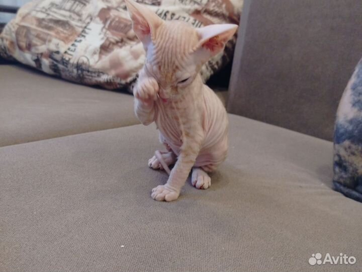 Котята Донского сфинкса
