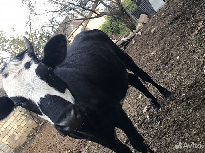 Корова и телята