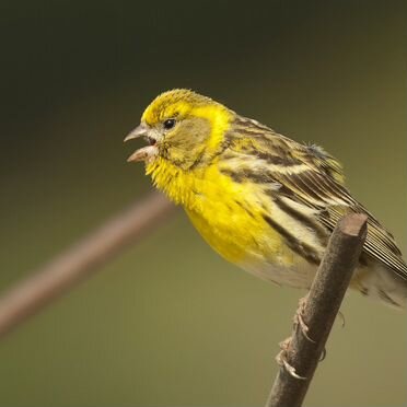Канареечные вьюрки (Самец и самка)