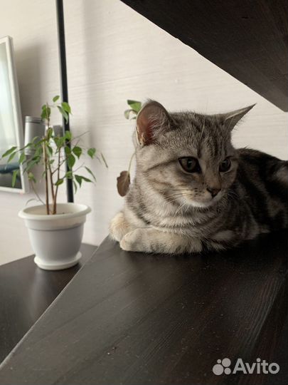 Шотландский кот на вязку