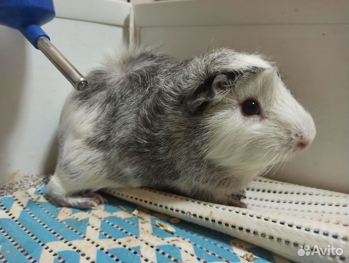 Морские свинки