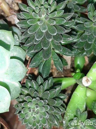 Суккуленты