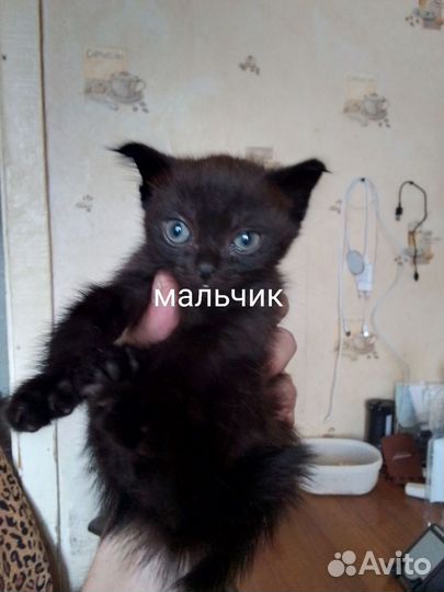 Котята отдам в добрые руки бесплатно