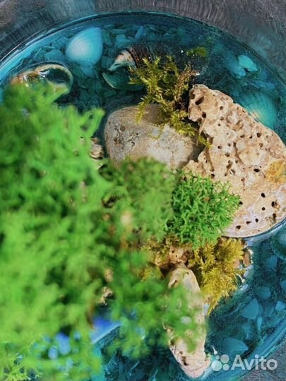 Флорариум моссариум