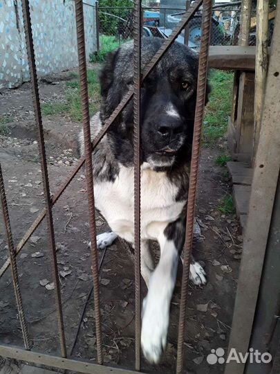 Вязка собак