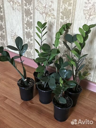 Замиокулькас