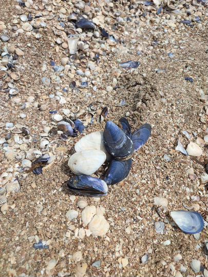 Дом 30 м² на участке 5 сот.