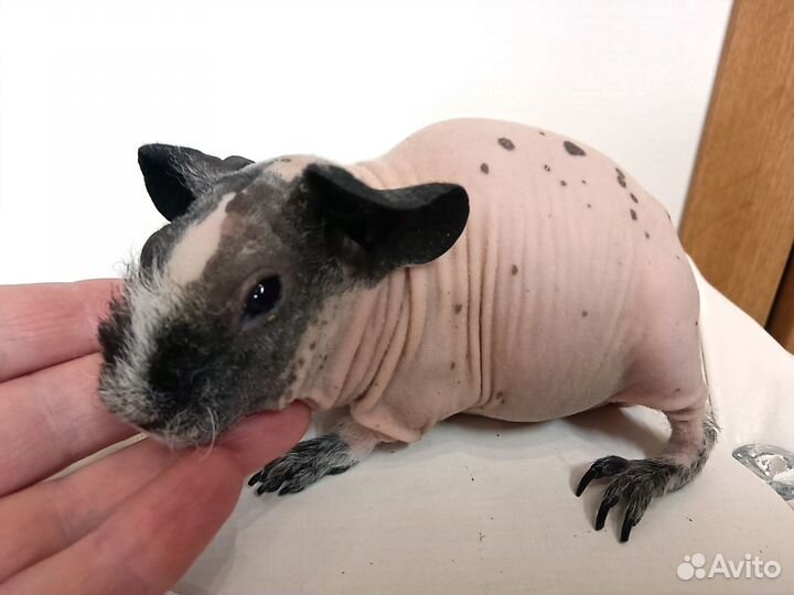 Морская свинка скинни мальчик черный далматин