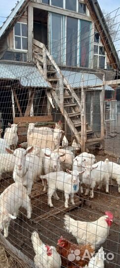 Козы,козлята