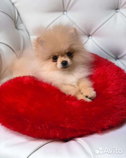 Груминг, стрижка собак и кошек