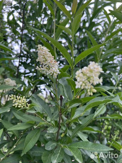 Облепиха вишня и другое