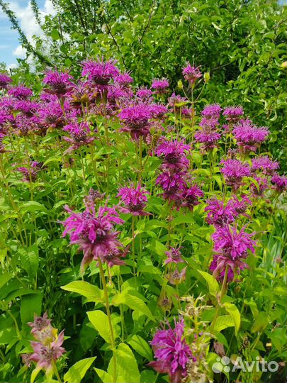 Монарда фиолетовая