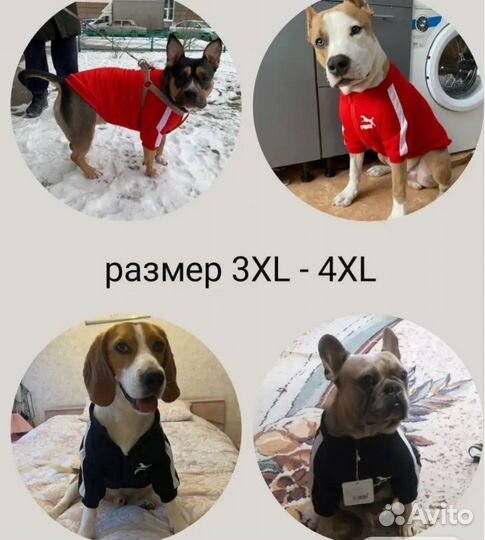 Одежда для собак