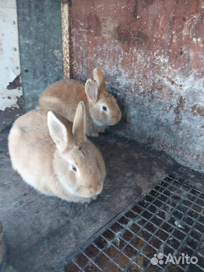 Золотой фазан