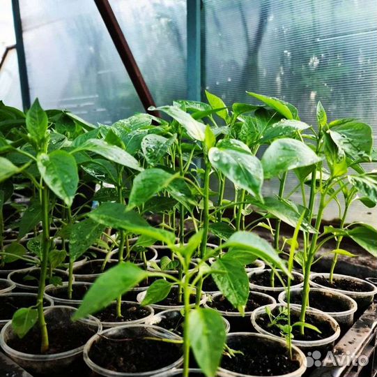 Рассада (баклажаны, томаты, перец)