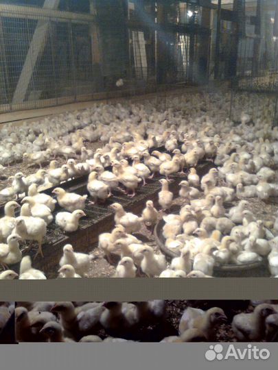 Цыплята бройлеры суточные, подрощенные,другая птиц