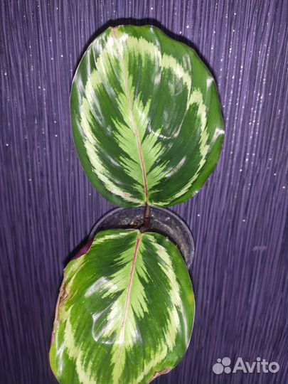 Калатея Мисти (Медальон V2)