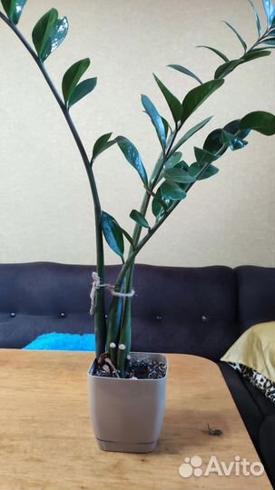 Замиокулькас