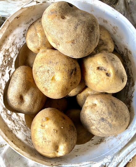 Картофель сортовой