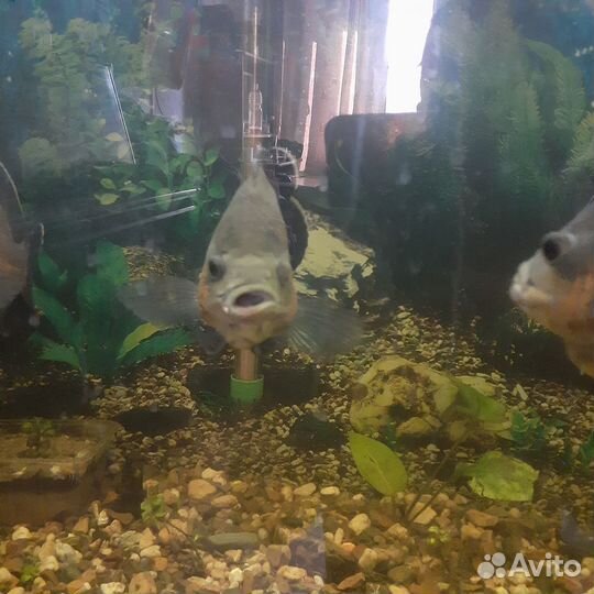 Астронотусы