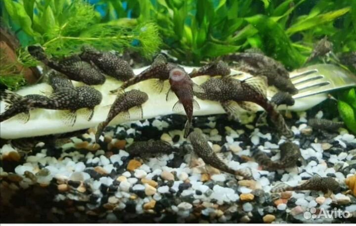 Анциструсы сомики