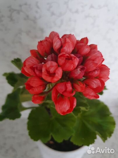 Пеларгония тюльпановидная