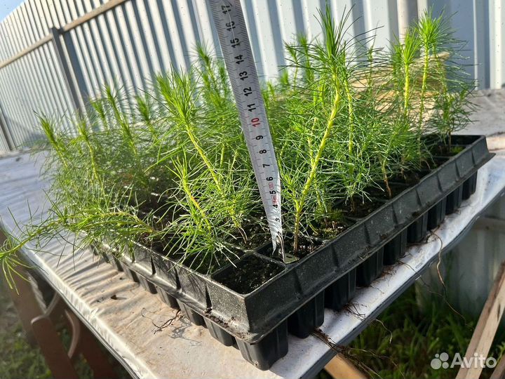 Саженцы сосны и ели