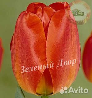 Тюльпаны оптом Berini Красноярск (45-70 см.)