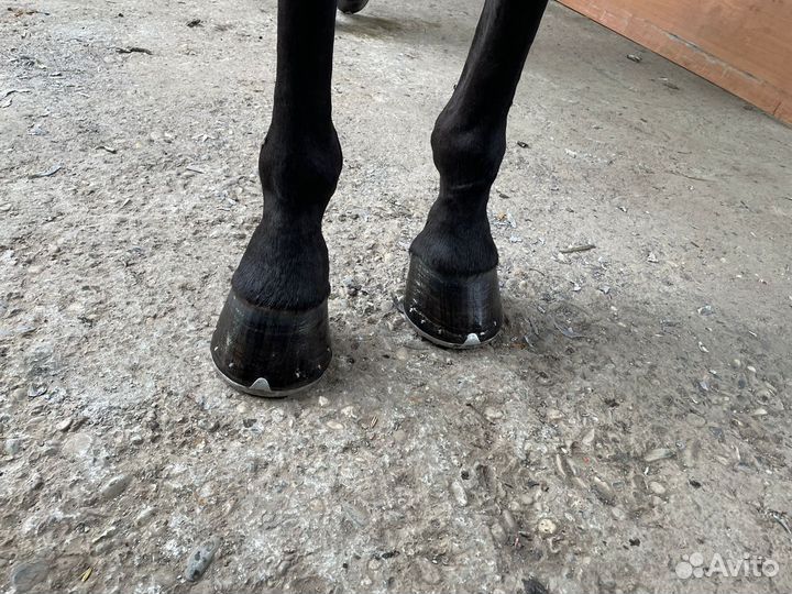 Коваль лошадей, уход за копытами, чистка клпыт