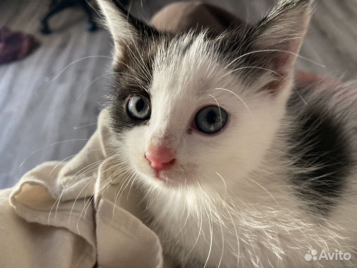 Кот в добрые руки