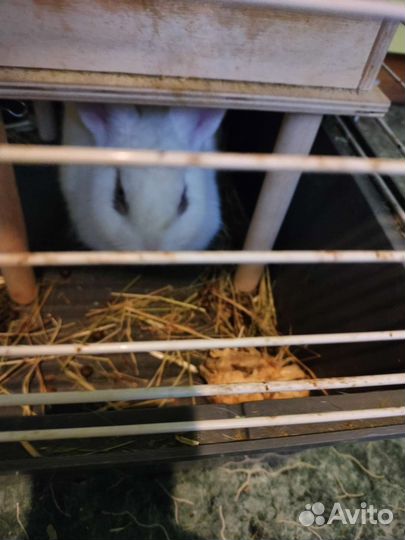 Декоративные карликовые кролики