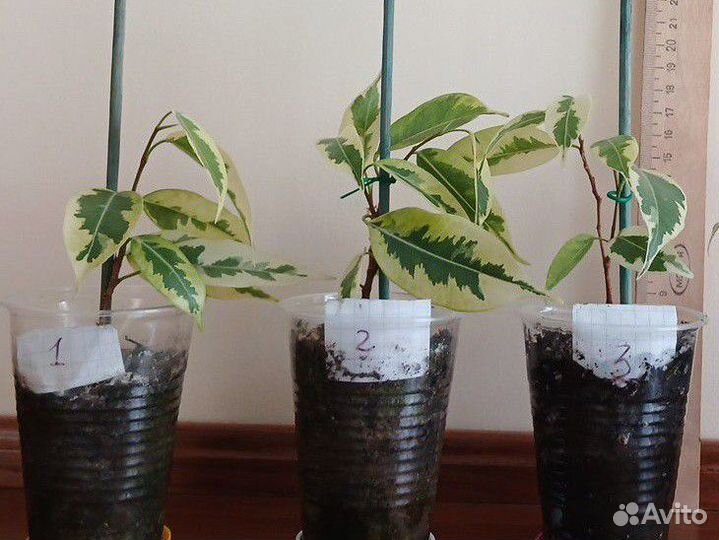 Фикусы Бенджамина