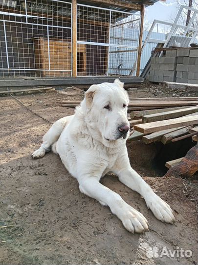 Среднеазиатская овчарка алабай вязка