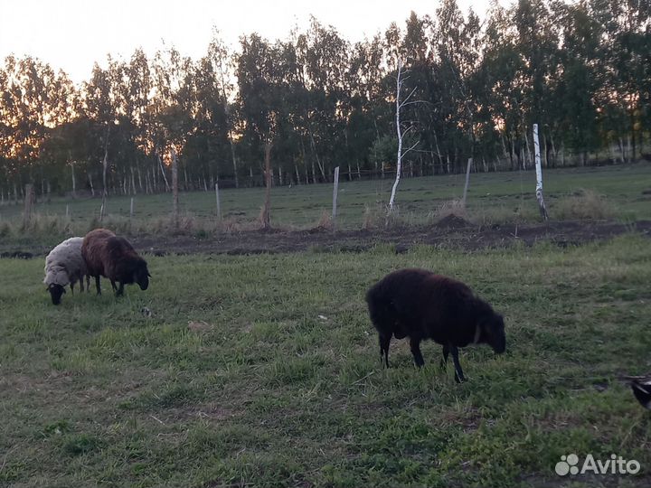 Овцы,бараны,ягнята