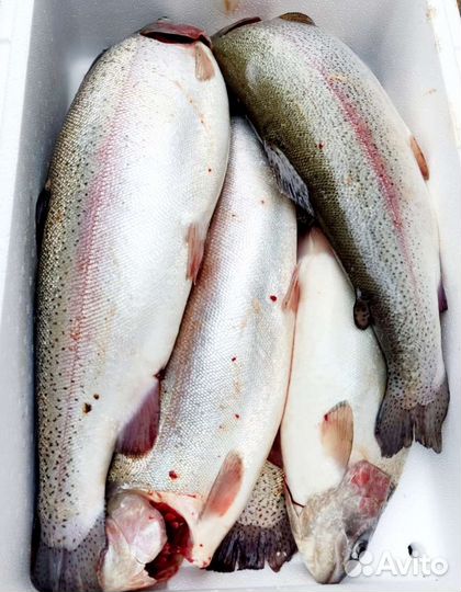 Форель охлажденная непотрошёная