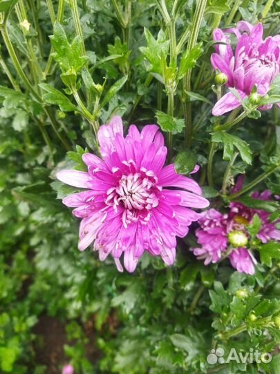 Хризантема