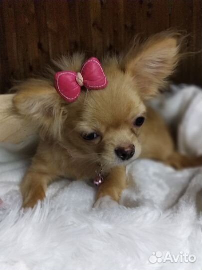 Чихуахуа.Девочка