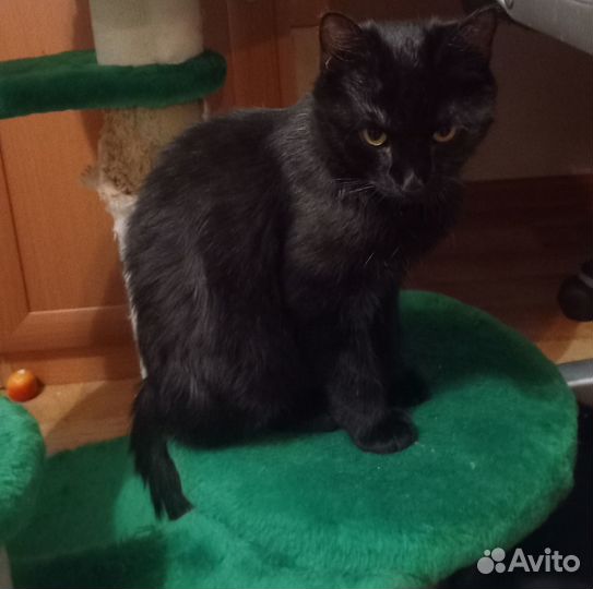 Котенок Уголек в поисках ответственных людей