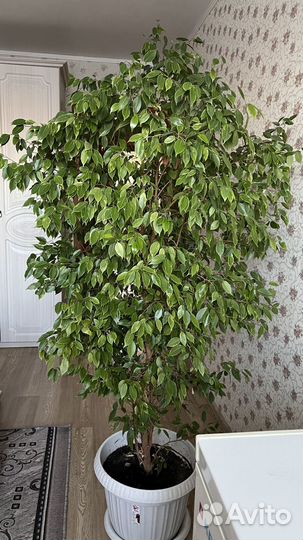 Фикус бенджамина