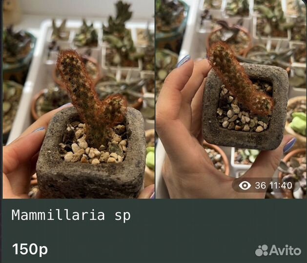 Редкие Кактусы Каланхоэ