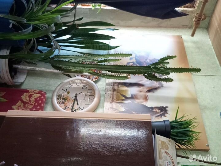 Кактус молочай