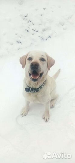 Кобель лабрадора вязка