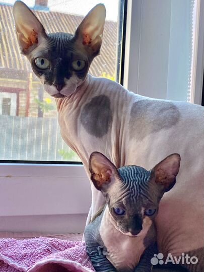 Канадский сфинкс