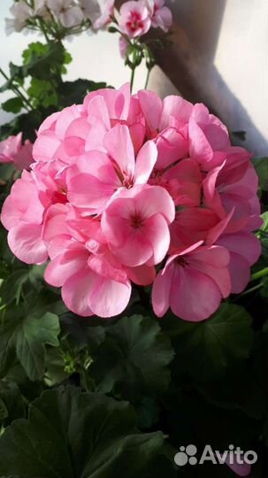 Пеларгония межвидовая